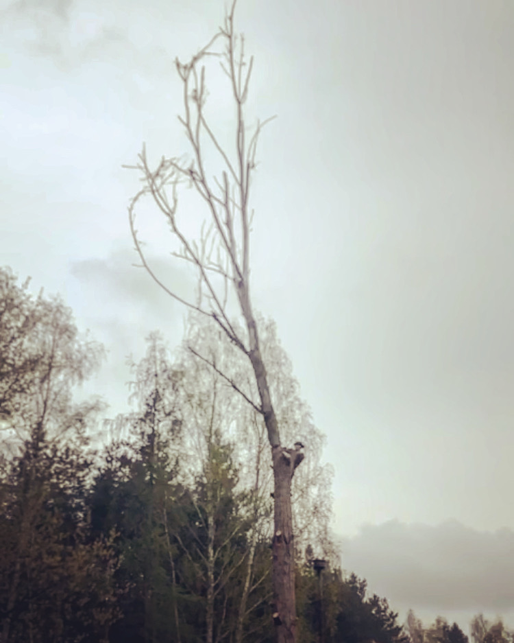 Wycinka drzewa - Fort Bielany