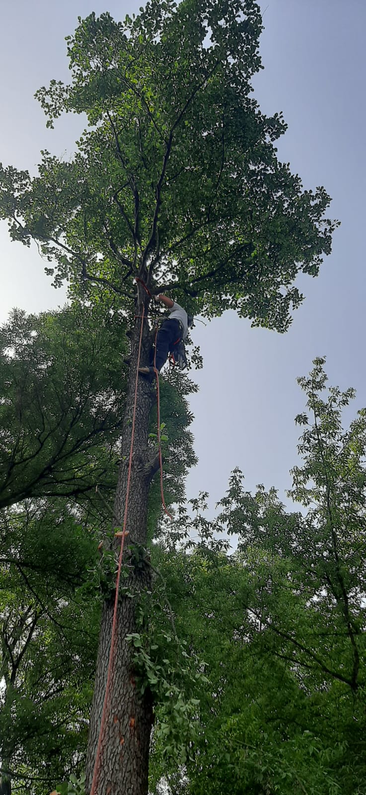 Przycinanie drzew i posuszu, ul. Burleska