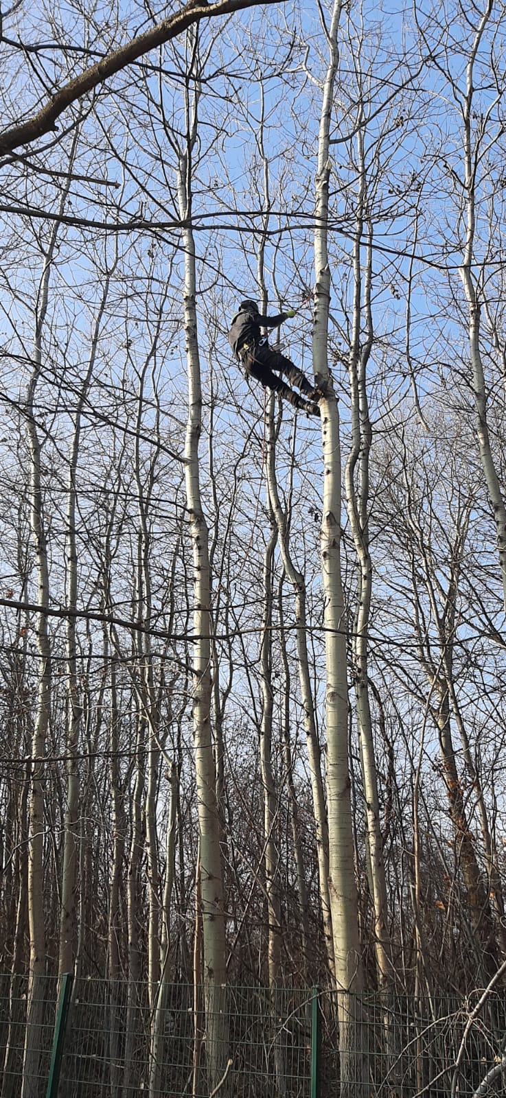 Przycinanie drzew i posuszu, ul. Burleska