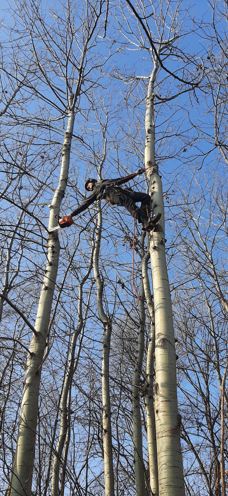 Przycinanie drzew i posuszu, ul. Burleska
